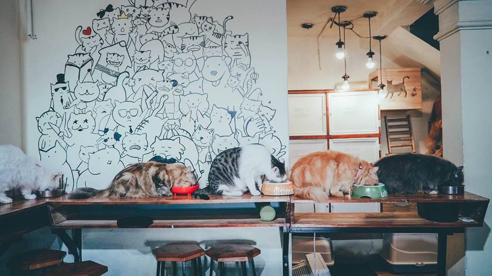 Bastet's Home - không gian lý tưởng cho hội yêu mèo (Ảnh: Facebook Bastet's Home)