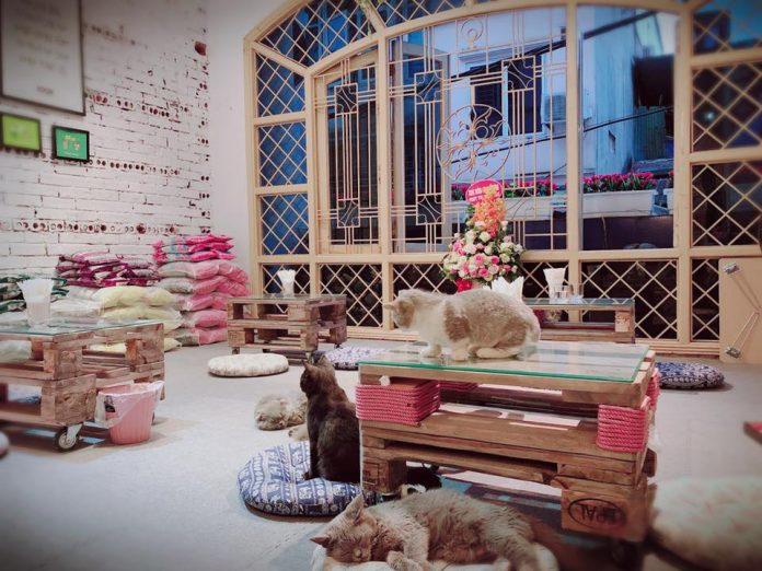 Cafe Mèo Lizzy House - thiên đường cho hội "cuồng mèo" (Ảnh: Facebook Cafe Mèo Lizzy House)
