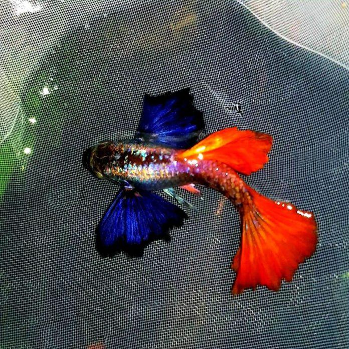 Gọi là dumbo vì dòng cá này có đôi "tai" to như chú voi Dumbo vậy (Ảnh: Internet). Gọi là dumbo vì dòng cá này có đôi "tai" to như chú voi Dumbo vậy (Ảnh: Internet).