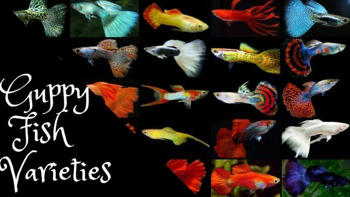 Cá bảy màu không chỉ có bảy màu đâu, cả hàng trăm dòng khác nhau nhé (Ảnh: Internet).