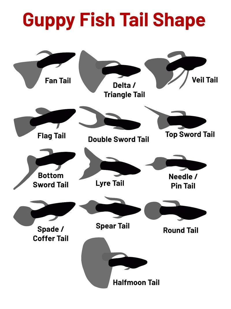 Cá bảy màu có rất nhiều dạng đuôi khác nhau (Ảnh: Internet).