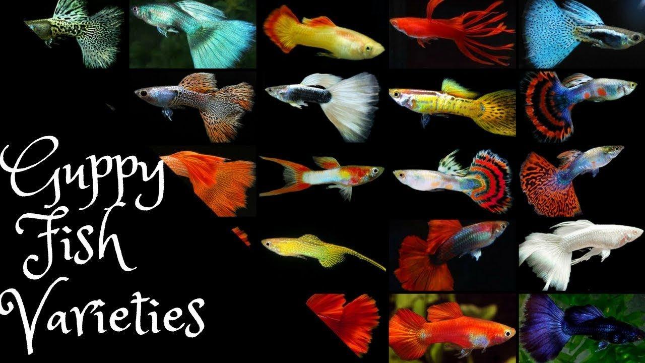 Cá bảy màu không chỉ có bảy màu đâu, cả hàng trăm dòng khác nhau nhé (Ảnh: Internet).