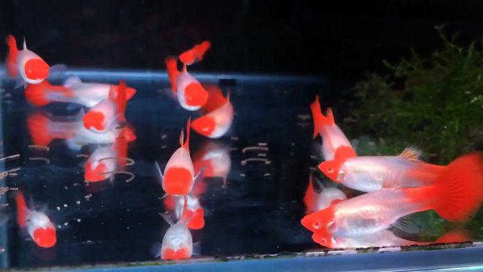 Guppy koi cũng đẹp chẳng kém cá chép koi đâu nhỉ (Ảnh: Internet). Guppy koi cũng đẹp chẳng kém cá chép koi đâu nhỉ (Ảnh: Internet).