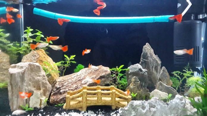 Về nhà ngắm đàn cá trong hồ là mọi mệt mỏi đều bay hơi hết bạn nhỉ! (Ảnh: Internet). Về nhà ngắm đàn cá trong hồ là mọi mệt mỏi đều bay hơi hết bạn nhỉ! (Ảnh: Internet).