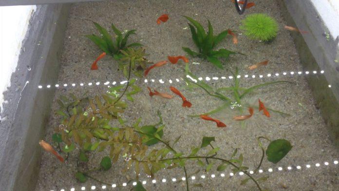 Hồ xi măng thế này cá bơi mới thích chứ! (Ảnh: Internet). Hồ xi măng thế này cá bơi mới thích chứ! (Ảnh: Internet).