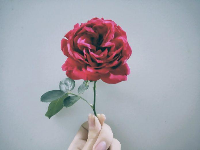 Gửi tặng anh một nhành bông. (Ảnh: Internet)