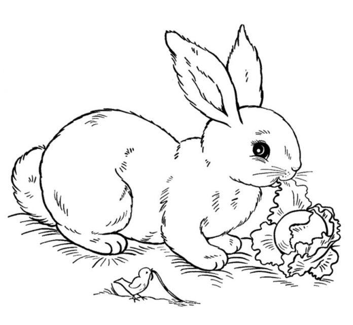 Tranh tô màu chú thỏ đáng yêu. (Ảnh: Internet)