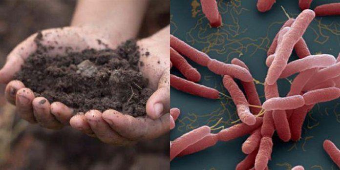 Vi khuẩn Whitmore tồn tại trong đất, nước bẩn,... (Ảnh Internet)