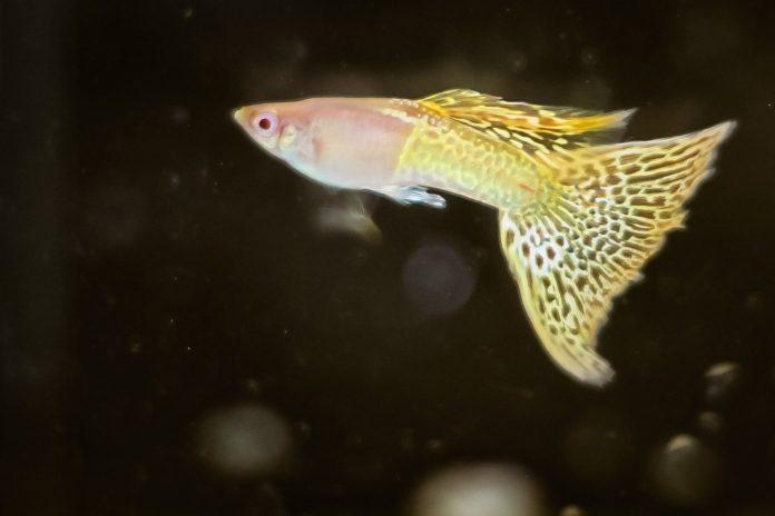 Màu vàng của yellow lace được phân bố theo dạng lưới rất đẹp mắt (Ảnh: Internet). Màu vàng của yellow lace được phân bố theo dạng lưới rất đẹp mắt (Ảnh: Internet).