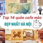 quán cafe mèo hà nội (Ảnh: BlogAnChoi)