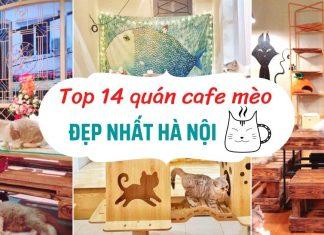 quán cafe mèo hà nội (Ảnh: BlogAnChoi)
