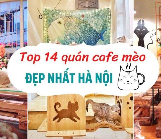 quán cafe mèo hà nội (Ảnh: BlogAnChoi)