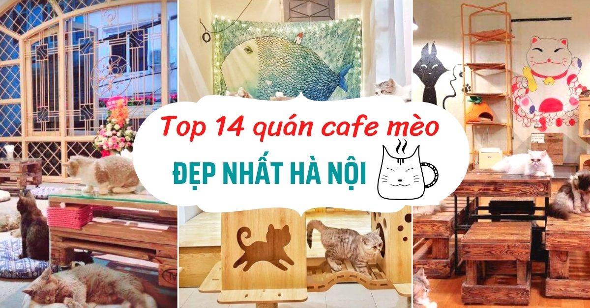 Top 14 quán cafe mèo Hà Nội xinh yêu hết nấc, thiên đường của hội “con sen” Hà thành