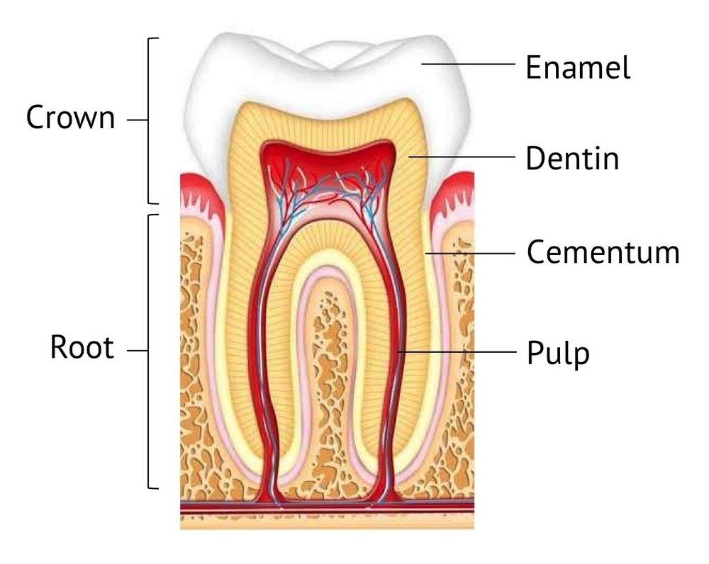 Cementum cũng là thành phần quan trọng giúp bạn có hàm răng chắc khỏe (Ảnh: Internet).
