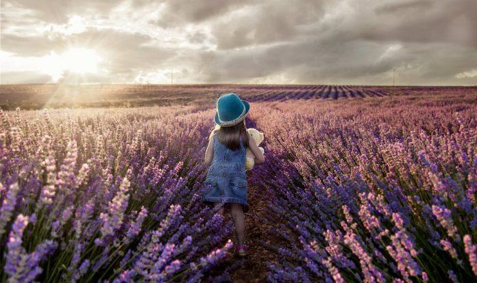 Cánh đồng hoa oải hương dưới góc nhìn của một nhiếp ảnh gia (Ảnh: Internet). Cánh đồng hoa oải hương dưới góc nhìn của một nhiếp ảnh gia (Ảnh: Internet).