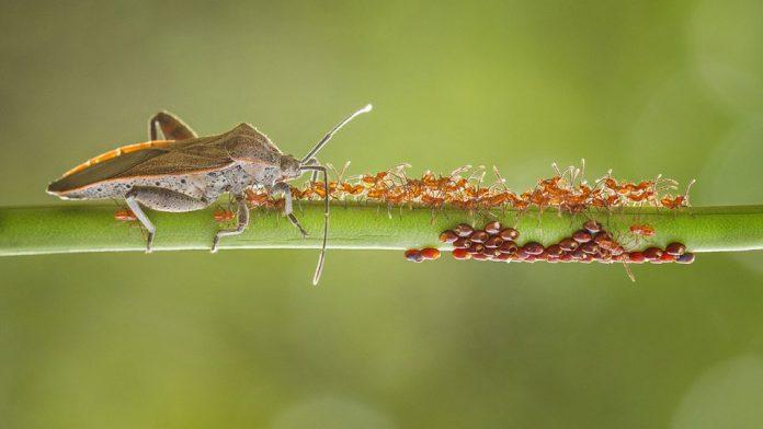 Ảnh chụp tại Kalimantan, Indonesia (Ảnh: Internet).