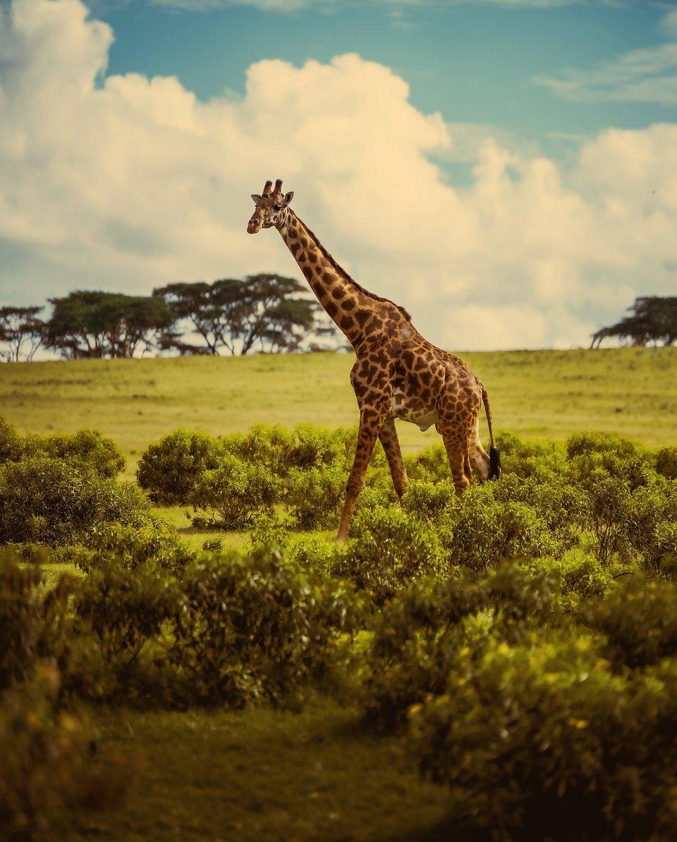 Ảnh chụp tại đảo Crescent, Kenya (Ảnh: Internet).