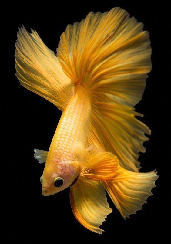 Cá lia thia mà có thể đẹp đến thế này sao? (Ảnh: Internet).