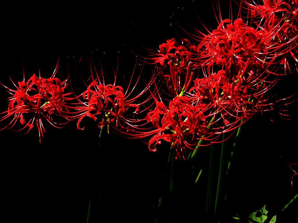 Hoa Bỉ Ngạn (Red Spider Lily) mang một sắc đỏ rực rỡ và lãng mạn, khiến người ta cảm thấy như đang được đắm chìm trong một khung cảnh đầy màu sắc của thiên nhiên. Hãy dành chút thời gian để ngắm nhìn những thước hình đẹp tuyệt vời của Hoa Bỉ Ngạn để thấy được tinh túy của loài hoa này.