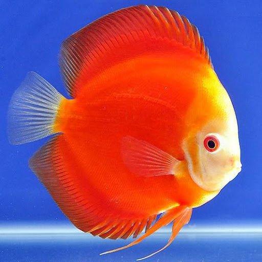 Một chú cá dĩa đỏ cho năm mới nhiều vận may nhé (Ảnh: Internet).