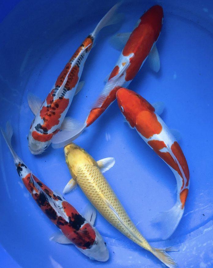 Đối với những người không rành thì Koi Nhật và Koi lai cũng chẳng khác nhau là mấy (Ảnh: Internet).