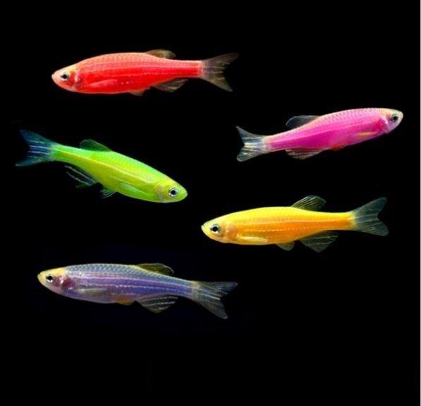 Có thể thả mỗi màu vài con để thêm phần sinh động cho bể cá nhà bạn (Ảnh: Internet).
