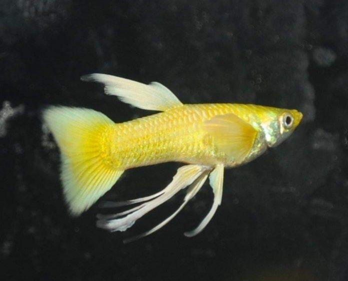 Khi nhìn ngang full gold cũng vàng không tì vết (Ảnh: Internet).