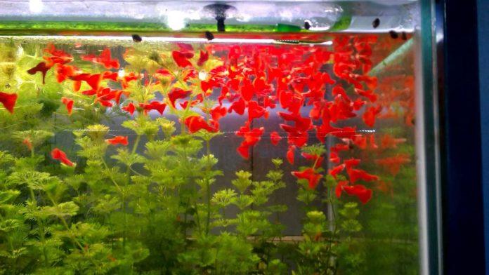 Nguyên một bầy full red đỏ tươi cho năm mới thật nhiều vận đỏ! (Ảnh: Internet).