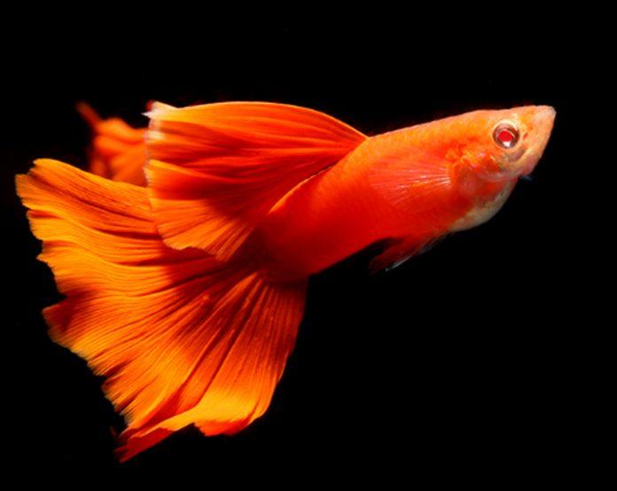 Chỉ là cá bảy màu thôi mà, có cần đẹp như vậy không? (Ảnh: Internet).