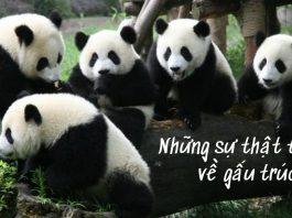 gấu trúc fun facts (Ảnh: BlogAnChoi)