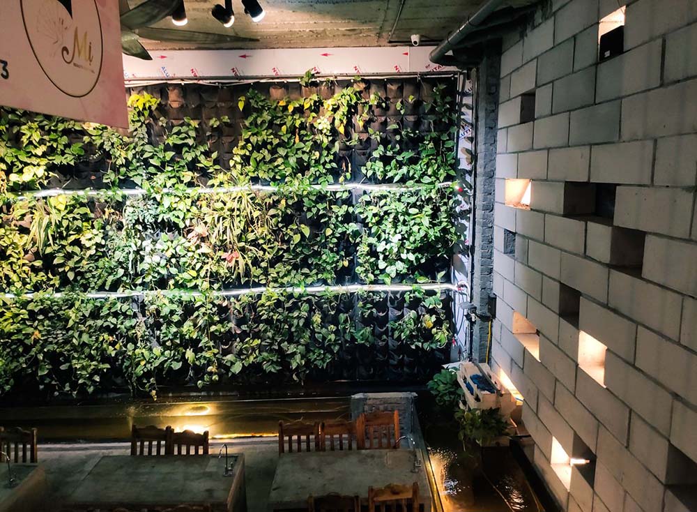 Bể cá Koi và bức tường xanh mát ở 3H Coffee. (Nguồn ảnh: Internet)