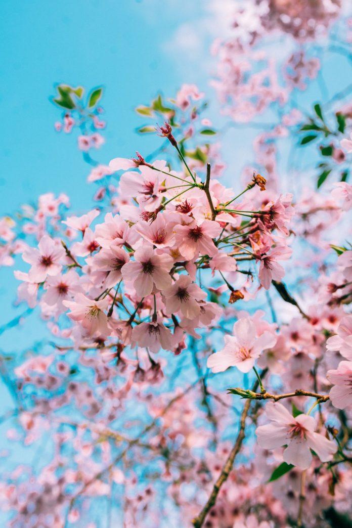 Những ảnh hoa anh đào 4K đẹp nhất (Ảnh: Internet)