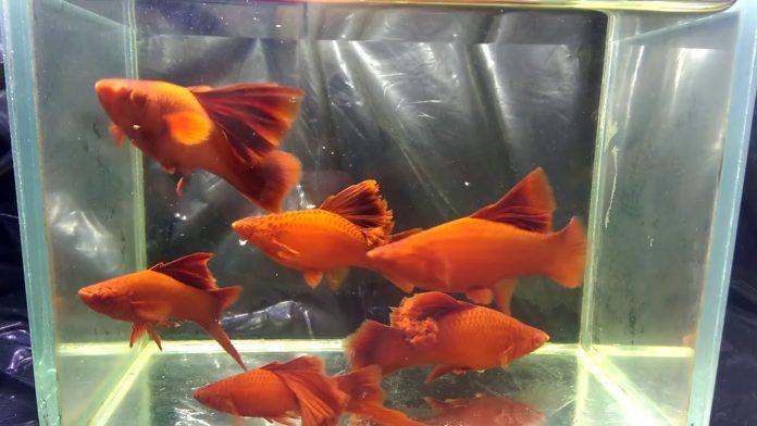 Những dòng cá có vây lưng "khủng" như thế này có giá rất cao (Ảnh: Internet).