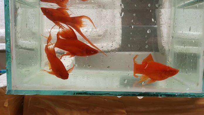 Huyết kiếm có màu đỏ đậm và đôi mắt cũng đỏ nốt (Ảnh: Internet).