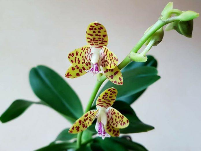 Kiểu hoa văn đốm của lan cẩm báo quả là độc lạ phải không! (Ảnh: Internet).