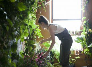 Đời người con gái, phải chăng cũng như loài hoa hồng?