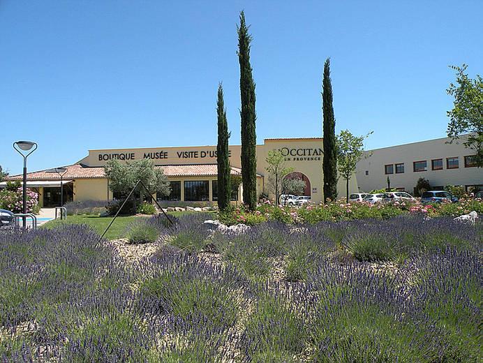 Trại hoa oải hương (lavender) của L'Occitane. (nguồn: internet)