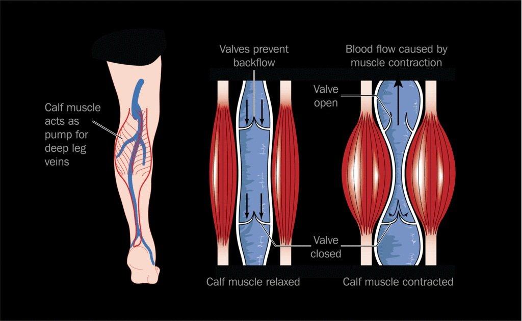 Sự co giãn của cơ bắp góp phần giúp máu lưu thông, đặc biệt ở phần thấp của cơ thể như chân (Ảnh: Internet).