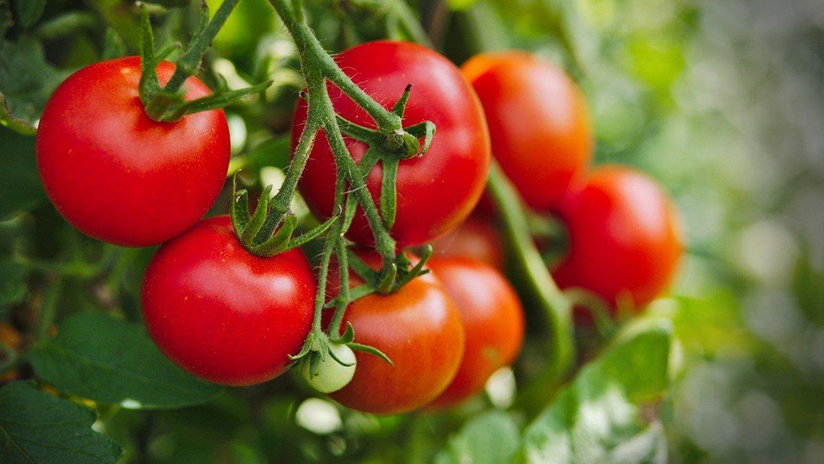 Ăn cà chua chứa hóa chất sẽ ảnh hưởng không tốt đến sức khỏe nên bạn có thể mua cà chua xanh và để quả tự chín dần để an tâm hơn. (Nguồn: Internet)