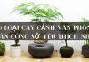 10 loại cây cảnh văn phòng được dân công sở yêu thích nhất hiện nay