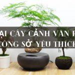 10 loại cây cảnh văn phòng được dân công sở yêu thích nhất hiện nay