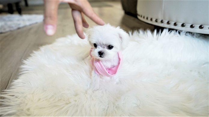 Một chú Teacup Maltese nhỏ hơn cả bàn tay người chủ (Ảnh: Internet).