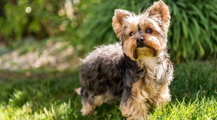 Chó Yorkie rất thích được chạy chơi ngoài không gian thoáng rộng như thế này (Ảnh: Internet).