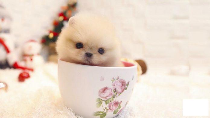 Chó Teacup nhìn đáng yêu quá đi chứ! (Ảnh: Internet).