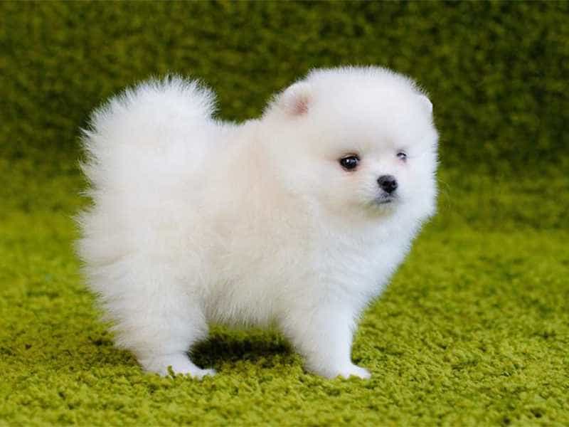 Chó Teacup màu trắng: Chúng thuộc giống chó siêu nhỏ và đáng yêu nhất thế giới, với kích thước có thể bỏ vào ly. Liệu bạn có thể cưỡi chúng trên lòng bàn tay không? Hãy xem hình ảnh chú chó Teacup màu trắng để cảm nhận được tình yêu đặc biệt của một chú cún siêu nhỏ này.