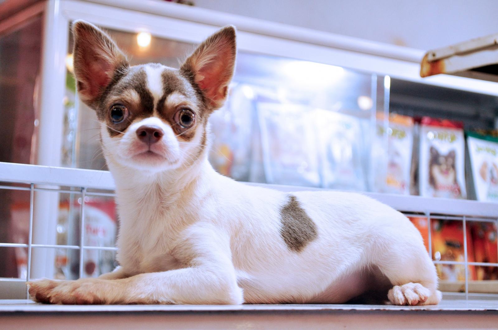 Cặp mắt to tròn là điểm nhấn của Chihuahua khiến các em này được nhiều người yêu mến (Ảnh: Internet).