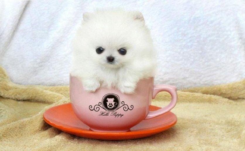 Teacup, hay "chó tách trà", là trào lưu mới của những người yêu cún hiện nay (Ảnh: Internet).