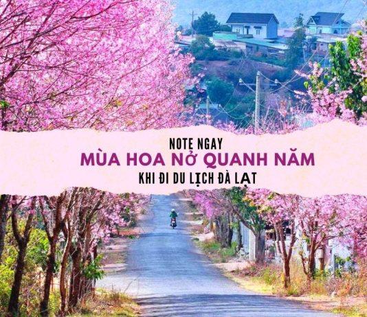 Mùa hoa nở quanh năm khi đi du lịch Đà Lạt