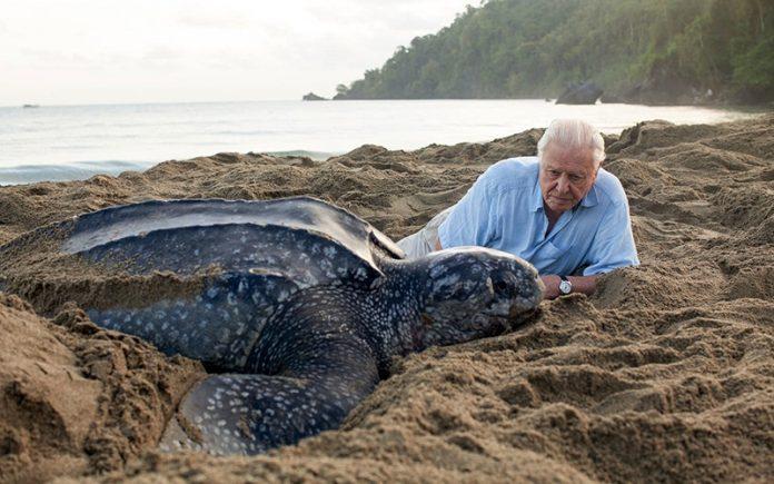 David Attenborough một trong những phát thanh viên và nhà tự nhiên học người Anh đã dẫn dắt Our Planet ( Ảnh: Internet )