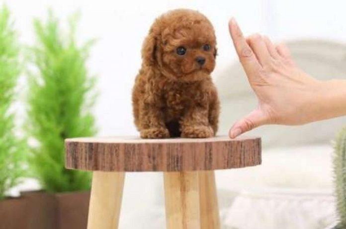 Chó Poodle bé tí nhìn không yêu mới lạ! (Ảnh: Internet).